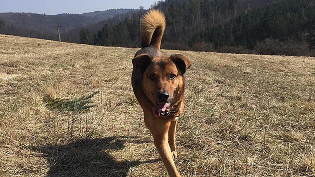 Miroslav Valentin se v�nuje v�cviku a chov�n� ps�, z�rove� pro n� provozuje...