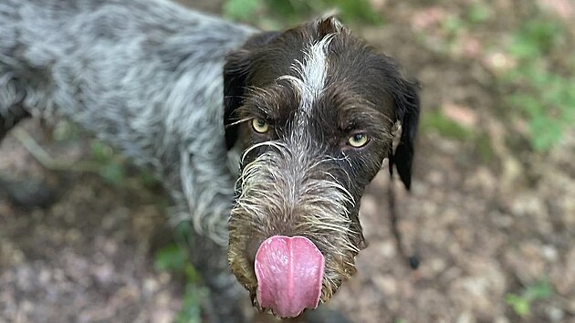 Miroslav Valentin se v�nuje v�cviku a chov�n� ps�, z�rove� pro n� provozuje hotel ve Svat� Kate�in� na Blanensku.