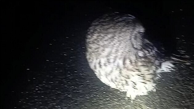 Na silnici mezi Svojkovem a Sloupem v �ech�ch sed� zran�n� sova, upozornil ve �tvrtek kolem p�lnoci sv�dek na lince 158.