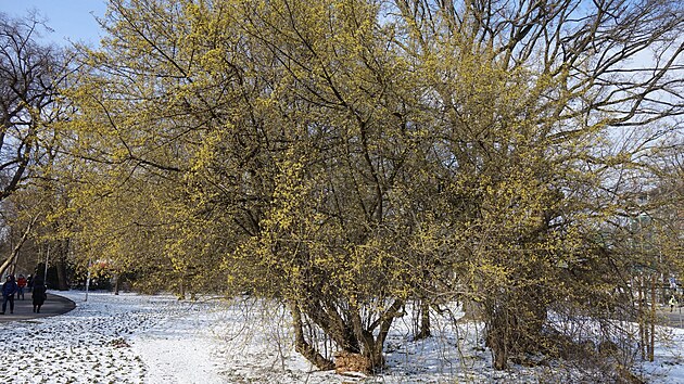 d��n, ovoce, ovocn� ke�, kv�t