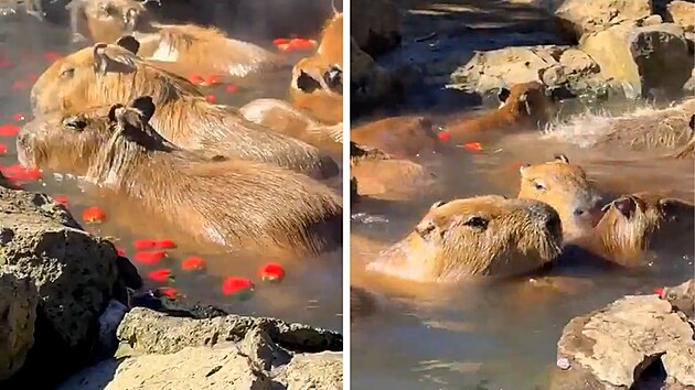 Sout� v koupání kapybar. Vít�z vydr�el skoro dv� hodiny