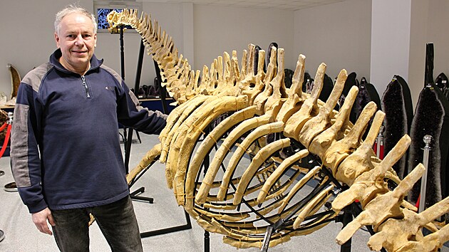 Majitel Galerie miner�l� ve Dvo�e Kr�lov� Lubo� Blaha obohatil expozici o kostru druhohorn�ho je�t�ra plesiosaura. (22. ledna 2026)