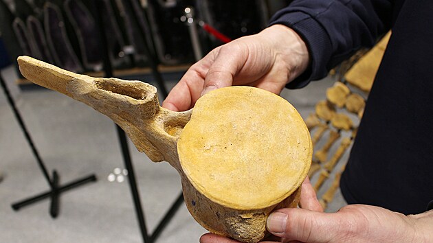 Majitel Galerie miner�l� ve Dvo�e Kr�lov� Lubo� Blaha obohatil expozici o kostru druhohorn�ho je�t�ra plesiosaura. (22. ledna 2026)