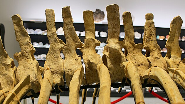 T�m�� kompletn� kostra prav�k�ho plesiosaura se na�la v sedimentech Z�padn�...