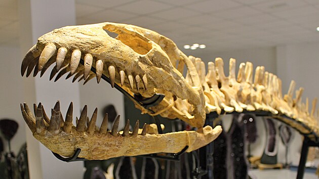 Kostra plesiosaura ve dvorsk� Galerii miner�l�