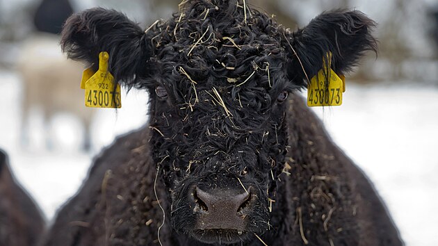 Jedno ze zv��at plemene Galloway na pastvin� (28. ledna 2026)