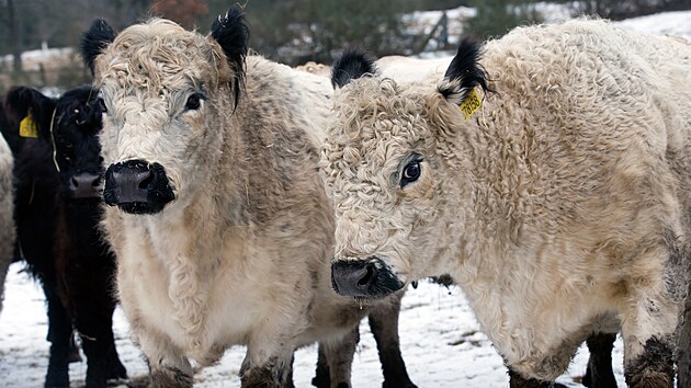 Farma rodiny Ter�ov�ch z�skala ocen�n� asociace soukrom�ch zem�d�lc�. (28. ledna 2026)