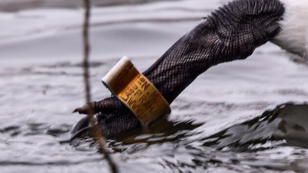 Labut� maj� ornitologick� krou�ky, d�ky nim o nich z�skaj� zv��ec� ochr�nci d�le�it� informace.