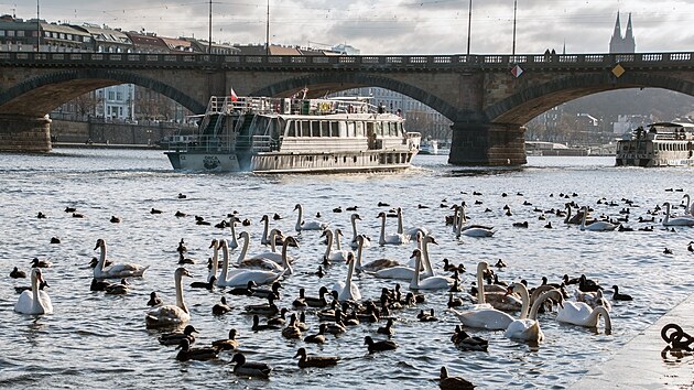 Pravideln� krmen� vodn�ch pt�k� na Vltav� zlod�jovi v�razn� nahr�v�.