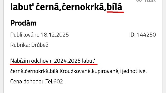 Inzer�t chovatele R. H. nab�zej�c� prodej labut�.