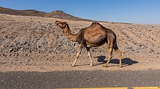 Velbloud u saúdského vádí Disah (29. prosince 2025)