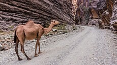 Velbloud v saúdském vádí Lad�ab (9. ledna 2026)