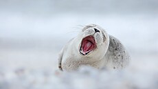 �Tulení mlád� na ostrov� Helgoland v N�mecku si v bílém písku u�ívalo jemný...