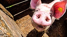 ilustra�ní snímek