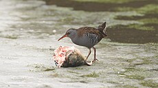 Vzácného ch�ástala vodního je v p�írod� snadn�j�í sly�et ne� spat�it. Nedávno...