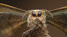 Dovede nahlédnout do nitra p�írody. Ocenit její protagonisty, kte�í by na�im...