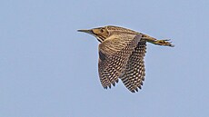 Buka� velký u jezera Most