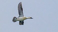 Letící samec mor�áka bílého u jezera Most