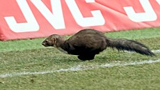 Utkání Karviná - Plze� zpest�ila i kuna, která se prob�hla po h�i�ti.