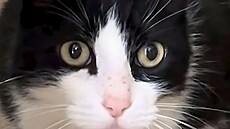 Kocour Filou urazil stovky kilometr�, aby se po p�l roce vrátil dom�.