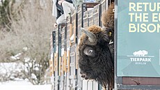P�t samic zubr� evropských ze zoo v Olomouci a v Praze dorazilo do...