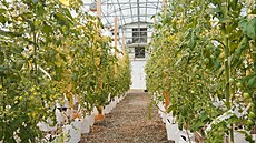 V Austrálii se p�ipravují na prodej geneticky modifikovaných fialových raj�at.