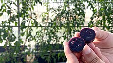 V Austrálii se p�ipravují na prodej geneticky modifikovaných fialových raj�at.