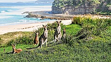 Jak se australský p�ístup k p�ist�hovalc�m li�í od p�ístupu Evropské unie? Co...