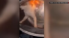 Dva mladiství zav�eli ko�ku do su�i�ky