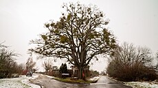 Památné stromy se do�kají odborné pé�e. Na snímku lípa u h�bitova ve...