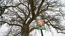 Památné stromy se do�kají odborné pé�e. Na snímku hru�e� u Slová�k� v B�eznici...