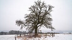 Památné stromy se do�kají odborné pé�e. Na snímku hru�e� u Slová�k� v B�eznici...