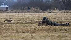 Lednový odborný odchyt zajíc� polních. Projekt vznikl ve spolupráci �eské...