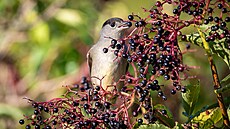 Samec p�nice �ernohlavé na bezinkách