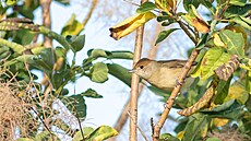 Samice p�nice �ernohlavé