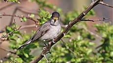 P�nice �ernohlavá se krmí i pylem.