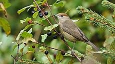 Samice p�nice �ernohlavé