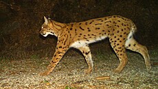 Snímek rysa, kterého zachytila fotopast.