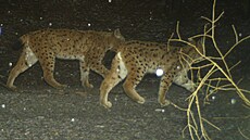 Snímek rys�, které zachytila fotopast.