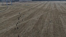 Lednový odborný odchyt zajíc� polních. Projekt vznikl ve spolupráci �eské...