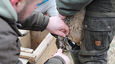 Lednový odborný odchyt zajíc� polních. Projekt vznikl ve spolupráci �eské...