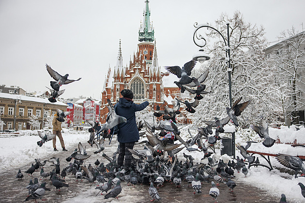 Krakov vyrazil do boje proti přemnoženým holubům. Dostanou antikoncepci