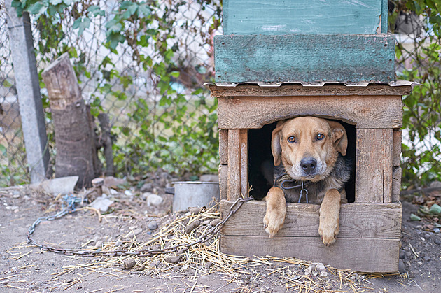 Čtvrtina hlášení o týrání je na špatně uvázané psy, hlásí veterináři. Nově platí zákaz