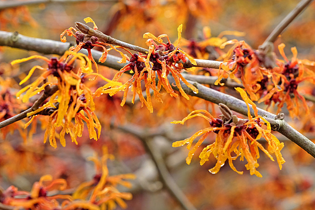 Keře kvetoucí uprostřed mrazivé zimy nejsou anomálie. Zasaďte si je také