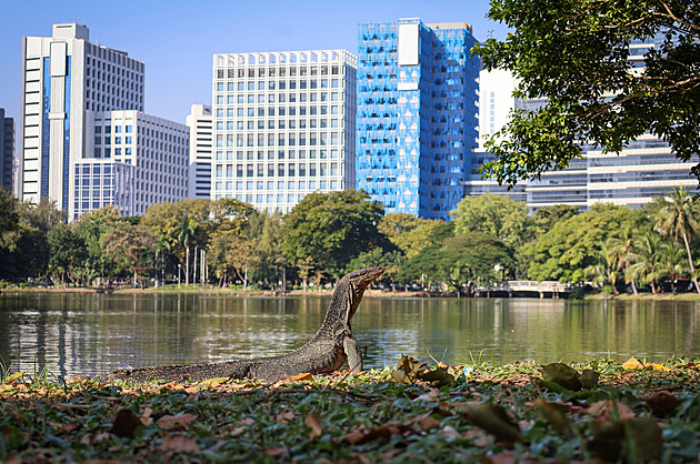 Draci mezi mrakodrapy. Ulicím Bangkoku za deště kralují obří varani