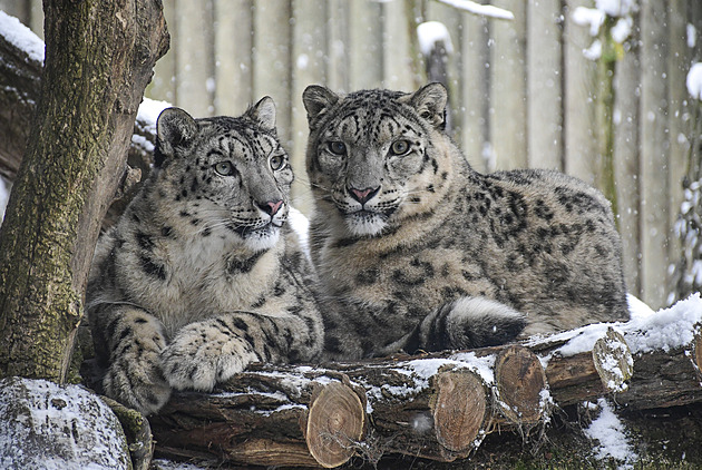 Sníh v zoo si některé druhy užívají, pro exotické žirafy je nebezpečný led