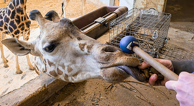 Balonek a pamlsky. V zoo trénují žirafu, aby jí mohli odebrat krev bez uspání
