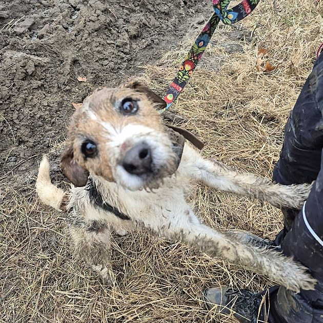 Zvědavý pes se zasekl v betonové rouře, ven mu s vypětím sil pomohli hasiči