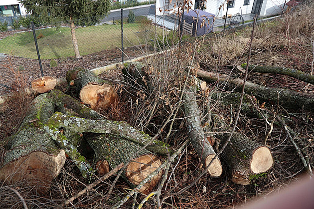 Padlo 16 městských stromů. Policie ve Zlíně pátrá, kdo je bez povolení pokácel