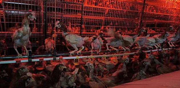 Velkochov hrůzy na Brněnsku. Vyhublé slepice bez peří se vzájemně pojídaly